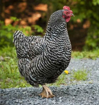 Plymouth barred rock hatching eggs