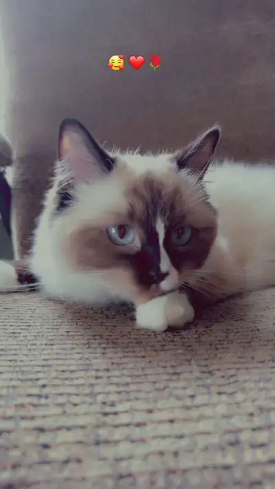 ragdoll femelle, View more