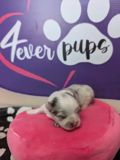 Pomeranian puppies TOY size, ready for July 15, View more
