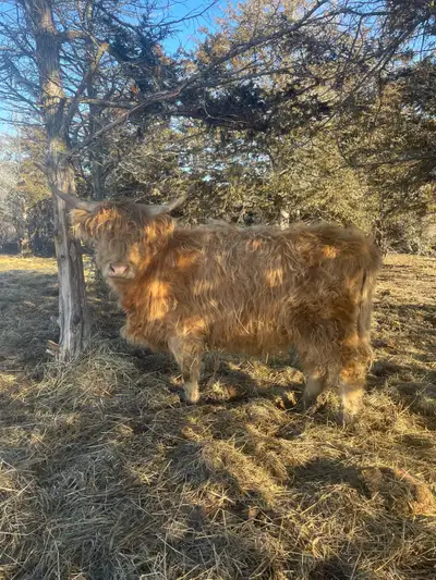 Highland cow, View more