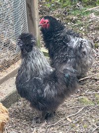 Frizzled Bantam Cochin Hen & Silkie Rooster 