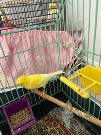 Nice canary for sale 