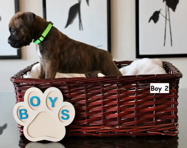 Purebred Boxer Puppies! - 4 Left in Dogs & Puppies for Rehoming in Mississauga / Peel Region - Image 8