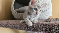 Bengal kittens