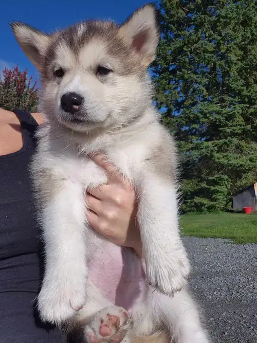 Magnifiques chiots femelle Malamute nés le 25 juillet! ❤️ Elles seront prêtes à partir à compter du...