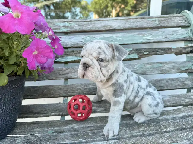 French Bulldog Puppy in Dogs & Puppies for Rehoming in St. Albert - Image 2