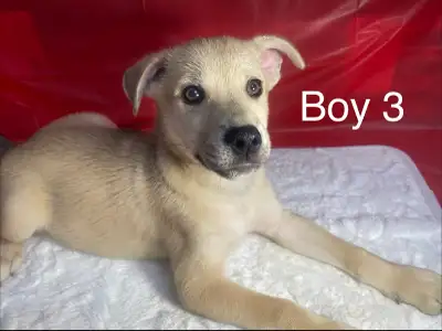 Pomsky X Puppies! Valentine’s Day Adoption, View more