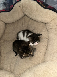 2 kittens for sale 