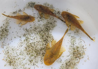 Pairs of Young Calico Bristlenose Plecos