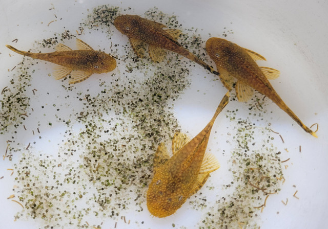 Pairs of Young Calico Bristlenose Plecos in Fish for Rehoming in North Bay