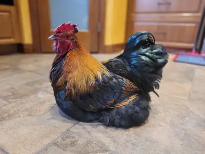 Beautiful Orpington Cockerel (Buff / Mottled) – Born May 2025, View more