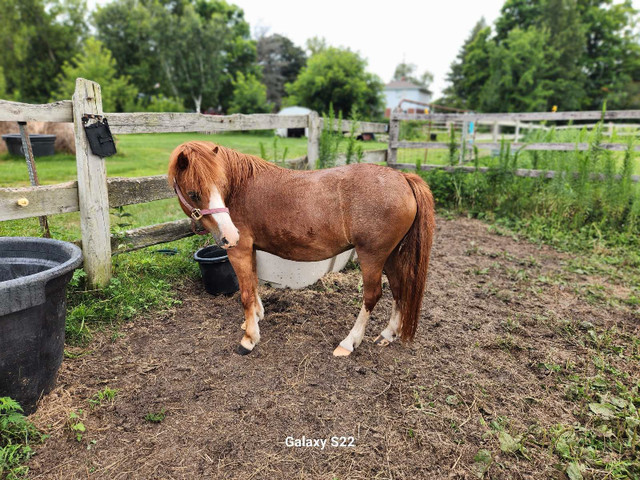 looking for this pony in Horses & Ponies for Rehoming in Oshawa / Durham Region