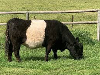 Looking for  belted galloway heifer or cow and calf for the fall