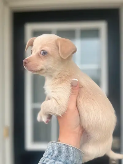 purebred  male chihuahua puppy, View more
