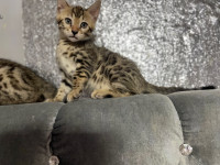 Gorgeous Leopard Bengal Kittens Ready To Go!