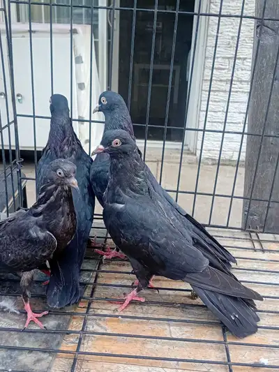 pakistani pigeons, View more