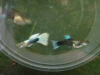 HB White guppy fry