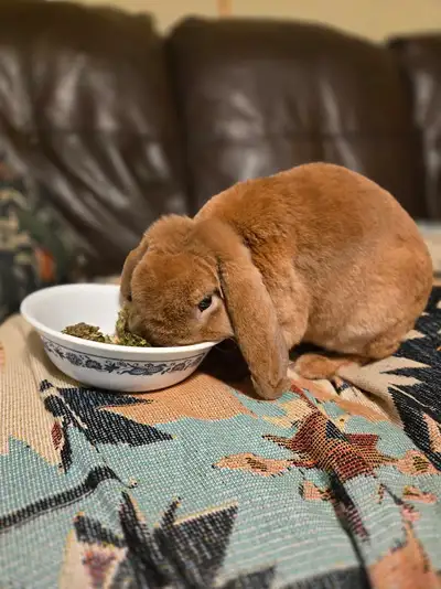 Quality mini plush lop buck, View more