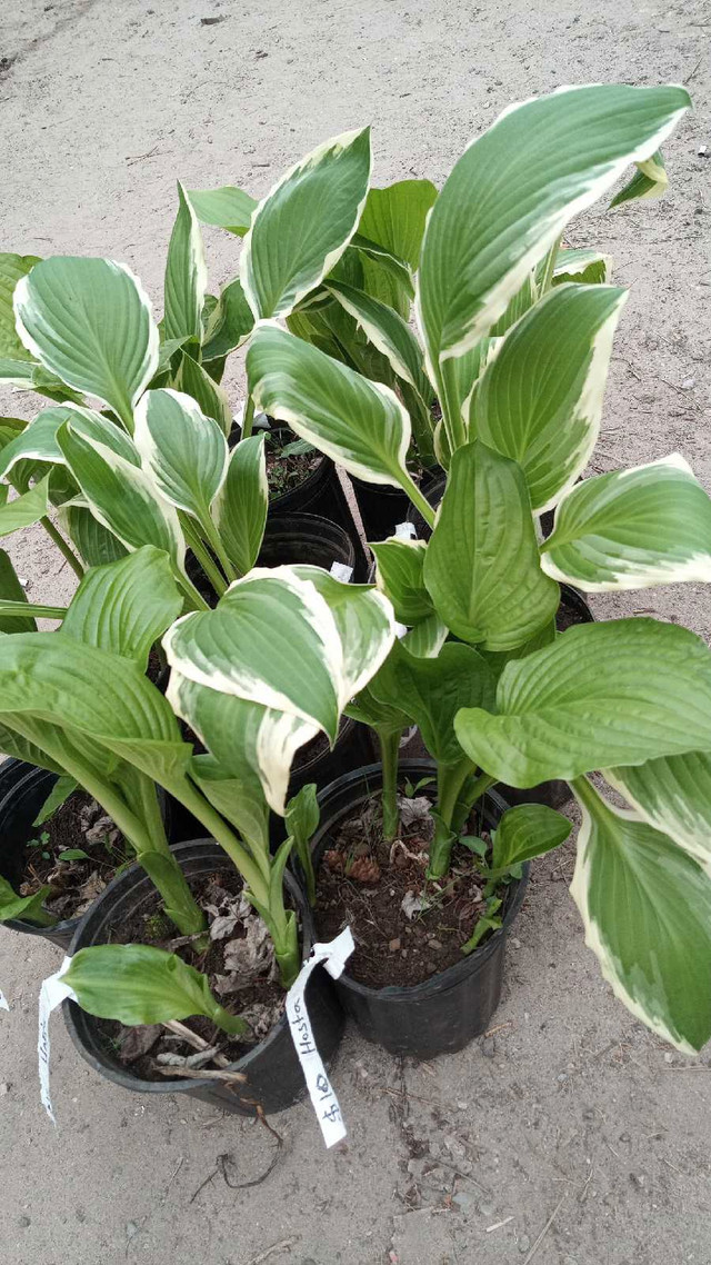 Hepworth plant stand  in Plants, Fertilizer & Soil in Owen Sound - Image 3