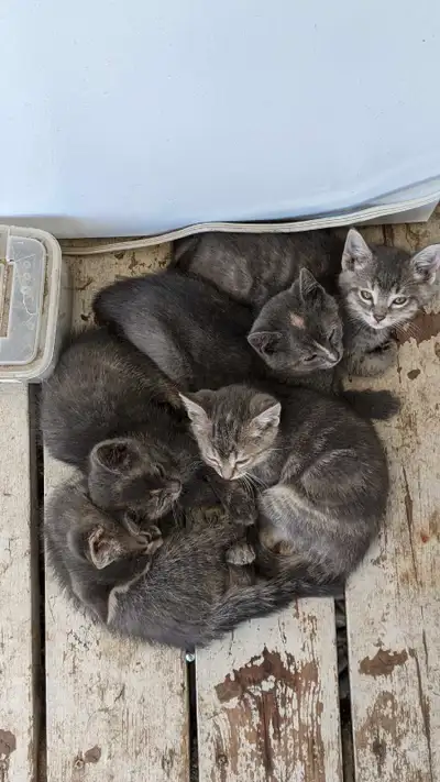 Very friendly farm kittens. Born April 13th. Good with small children. Could be inside or outside ca...