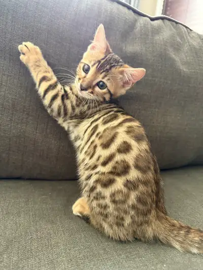 Je vend une magnifiques bengal qui est née le 27 avril une femelle elle est tres joeuse ils sont prê...