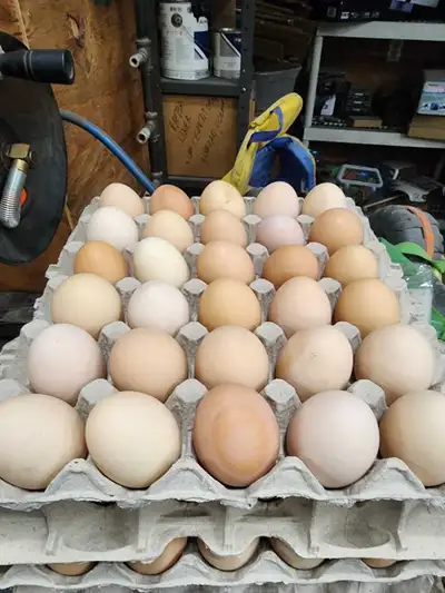 brown eggs for sale(light to dark brown), View more