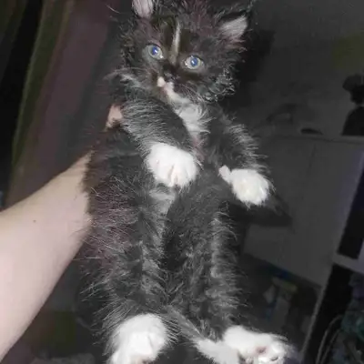kitten blue eyed Teddy bear, View more