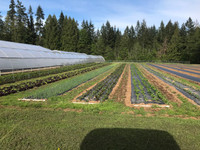 Farm worker on Certified Organic Vegetable Farm