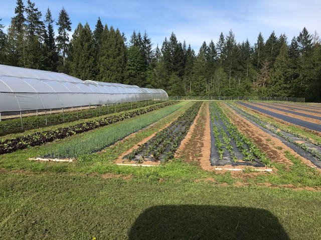 Farm worker on Certified Organic Vegetable Farm in General Labour in Comox / Courtenay / Cumberland