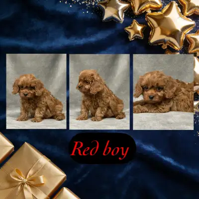 F1 Cavapoos, View more