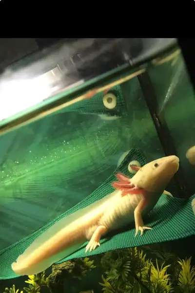 URGENT: Rehoming Senior Axolotl (Experienced Rescue O, View more