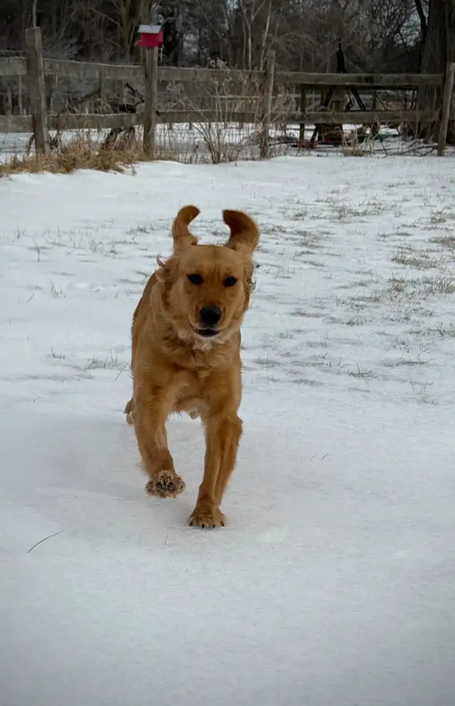 CKC Registered Golden Retriever Puppies in Dogs & Puppies for Rehoming in London - Image 11