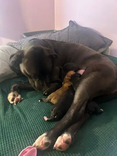 Puppies for Sale, View more