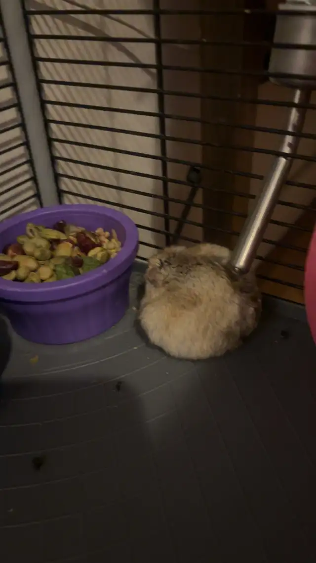À donner hamster nain in Small Animals for Rehoming in City of Montréal - Image 3