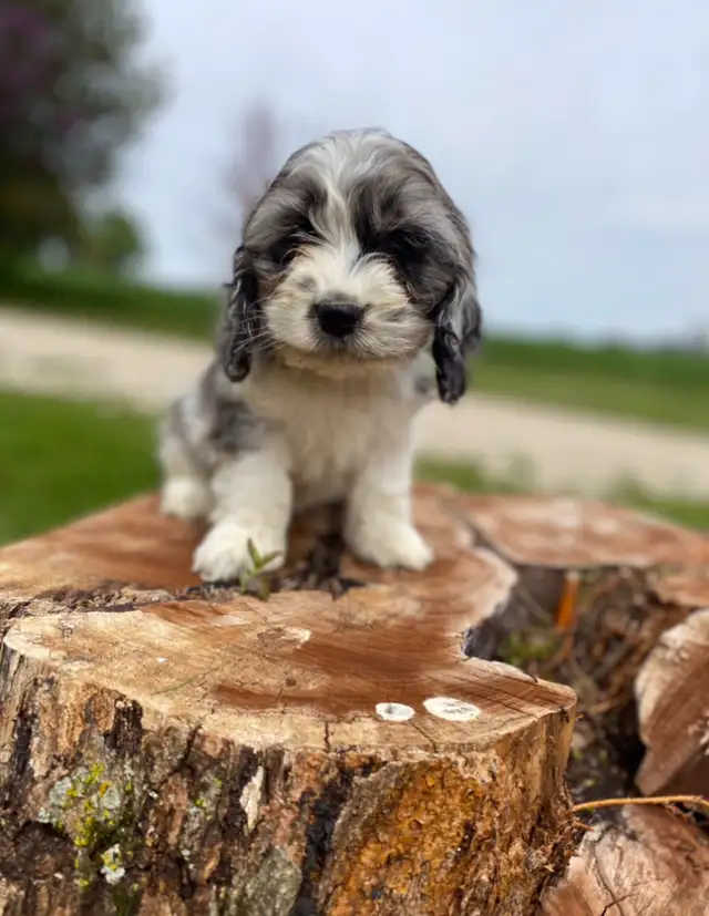 mini Cockapoo puppies  in Dogs & Puppies for Rehoming in Oakville / Halton Region - Image 2