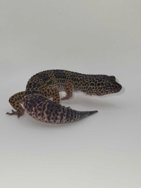 Female Leopard geckos