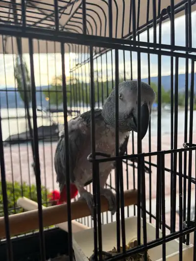 African grey parrot, View more