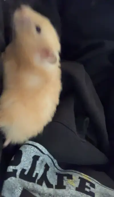 syrian hamster for sale, View more