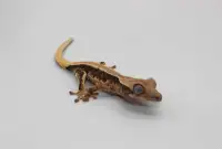 FREE crested gecko rehoming!!