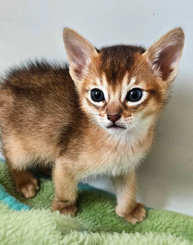 ❤️ABYSSIN STÉRILISÉ VACCINÉ MICROPUCÉ ❤️ dans Chats et chatons à adopter  à Ville de Montréal - Image 3