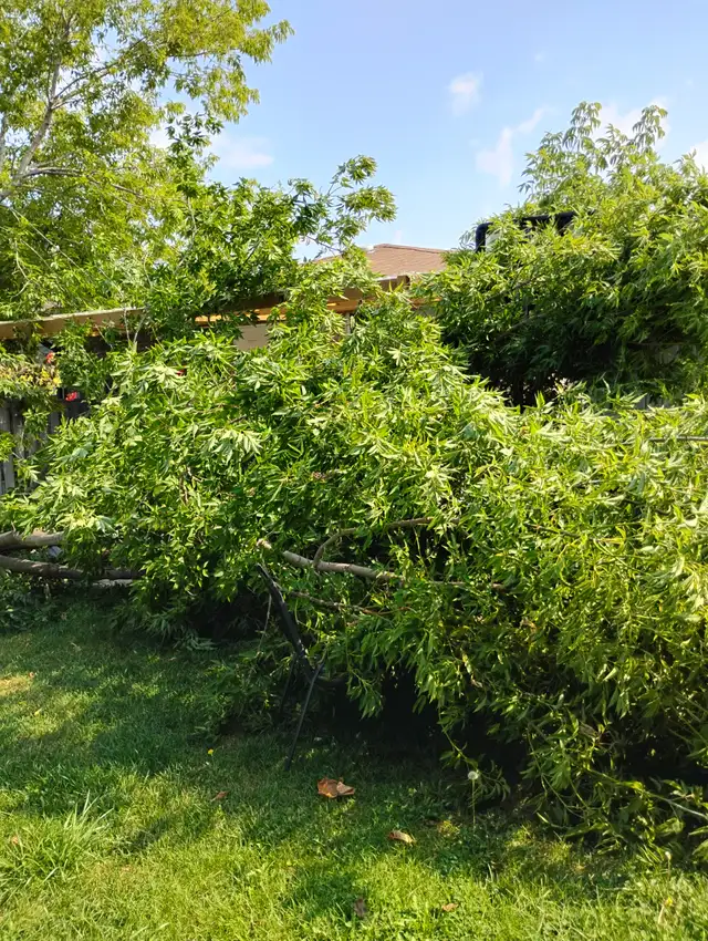 Tree Removal services Branch Trimming # 6475143001 in Lawn, Tree Maintenance & Eavestrough in Mississauga / Peel Region - Image 4