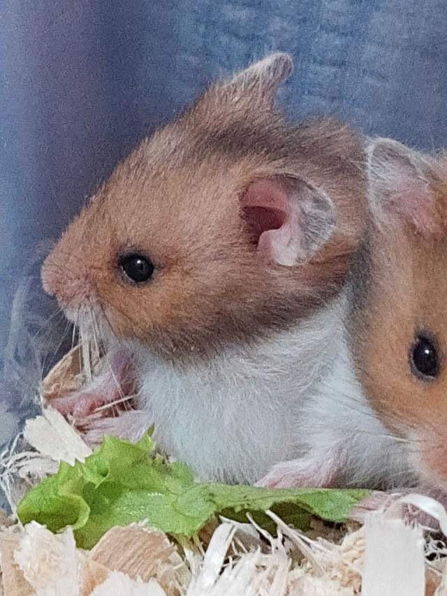 Baby Hamsters  in Small Animals for Rehoming in Trenton - Image 3