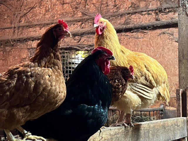 Poule Chicken Hens in Livestock in City of Montréal