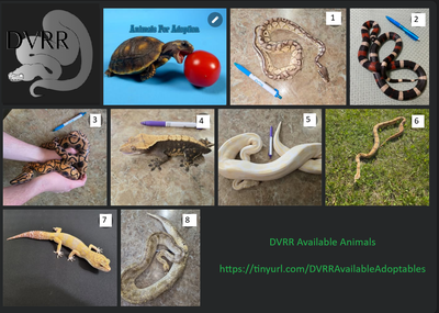DV Reptile Rescue Animals Ready to Adopt!, View more