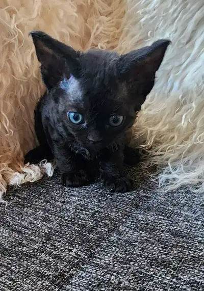 Devon Rex kittens, View more