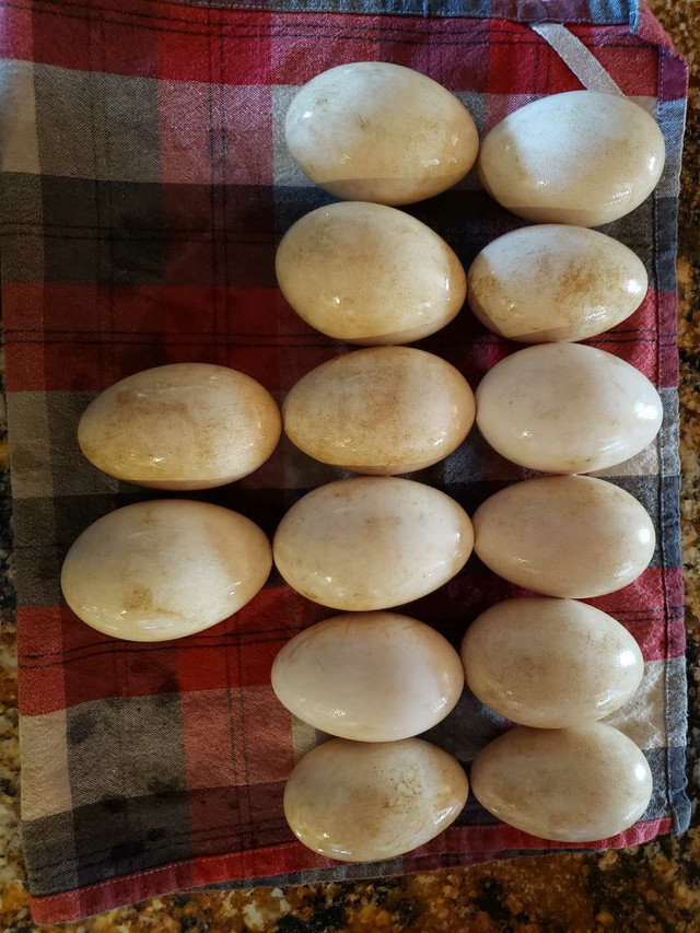 Goose Hatching Eggs dans Animaux de ferme  à Ottawa