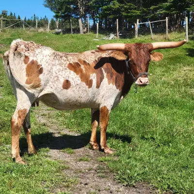 Texas Longhorn cow, View more