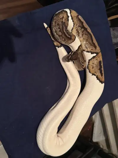 Pair of ball pythons, View more