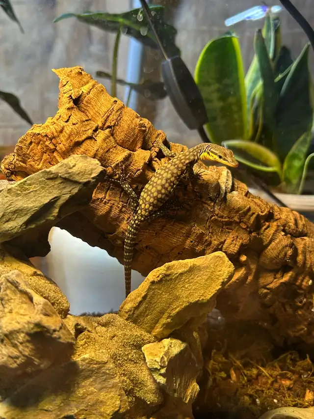 2025 Kimberley Rock Monitor in Reptiles & Amphibians for Rehoming in Ottawa - Image 6