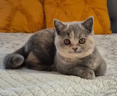 British Shorthair kittens/ chatons, CCA, purebred, View more